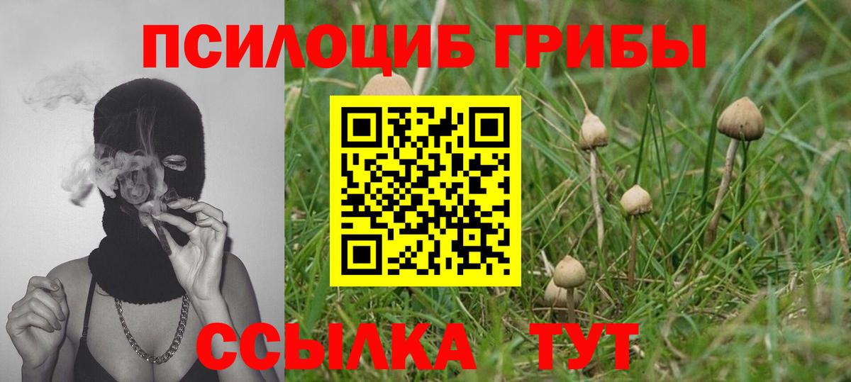 Кулебаки  что такое   Вход с VPN  Псилоцибиновые грибы мухоморы  Псилоцибиновые грибы Psilocybine cubensis 